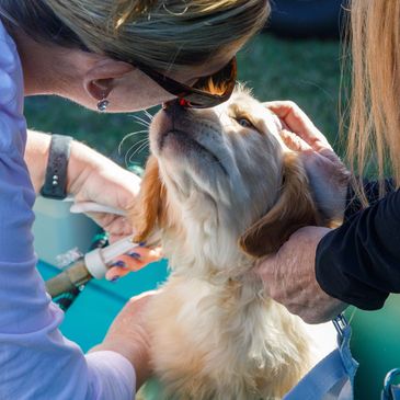 A girl taking kiss of the dog