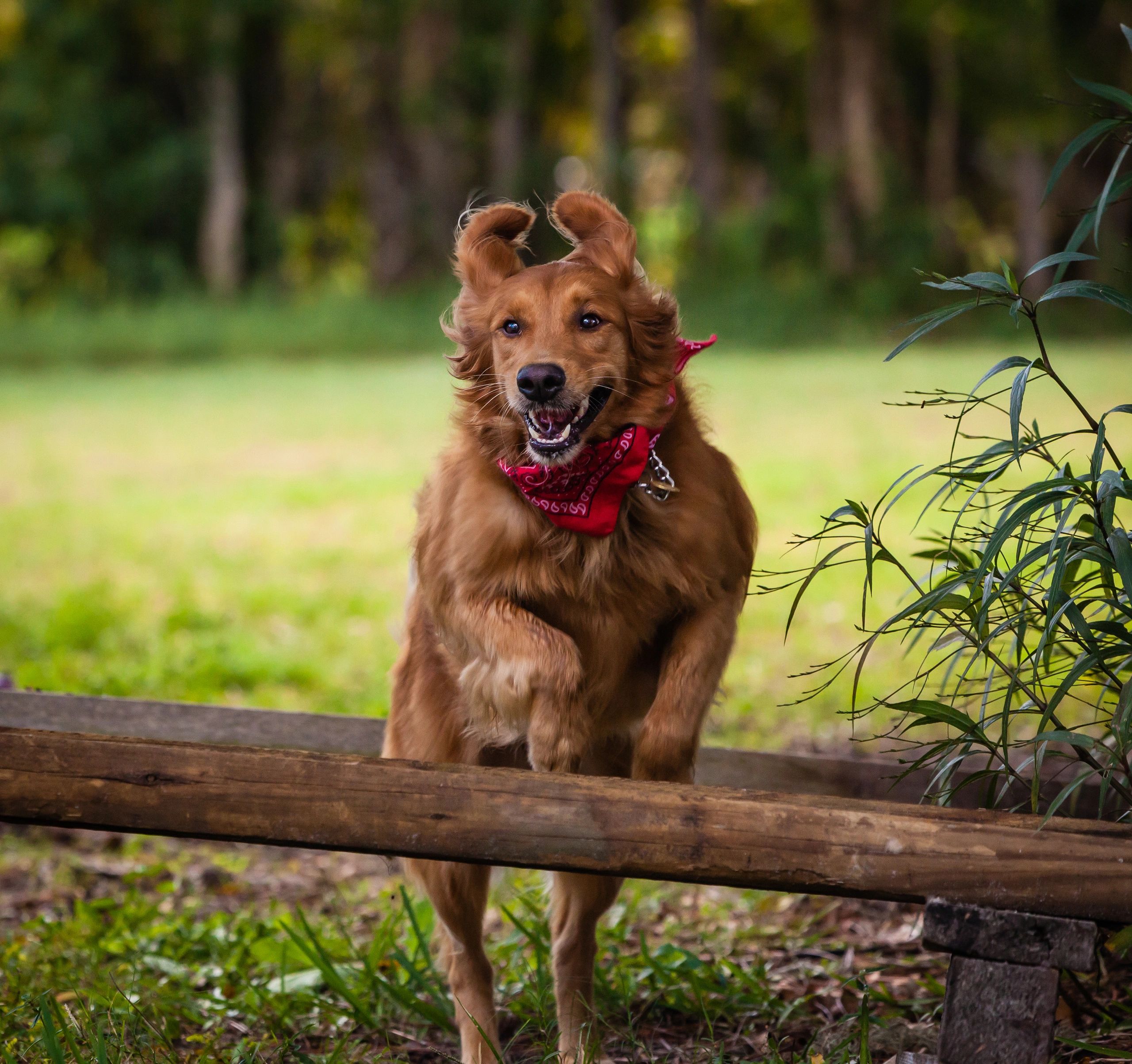 Dog Jumping on wood