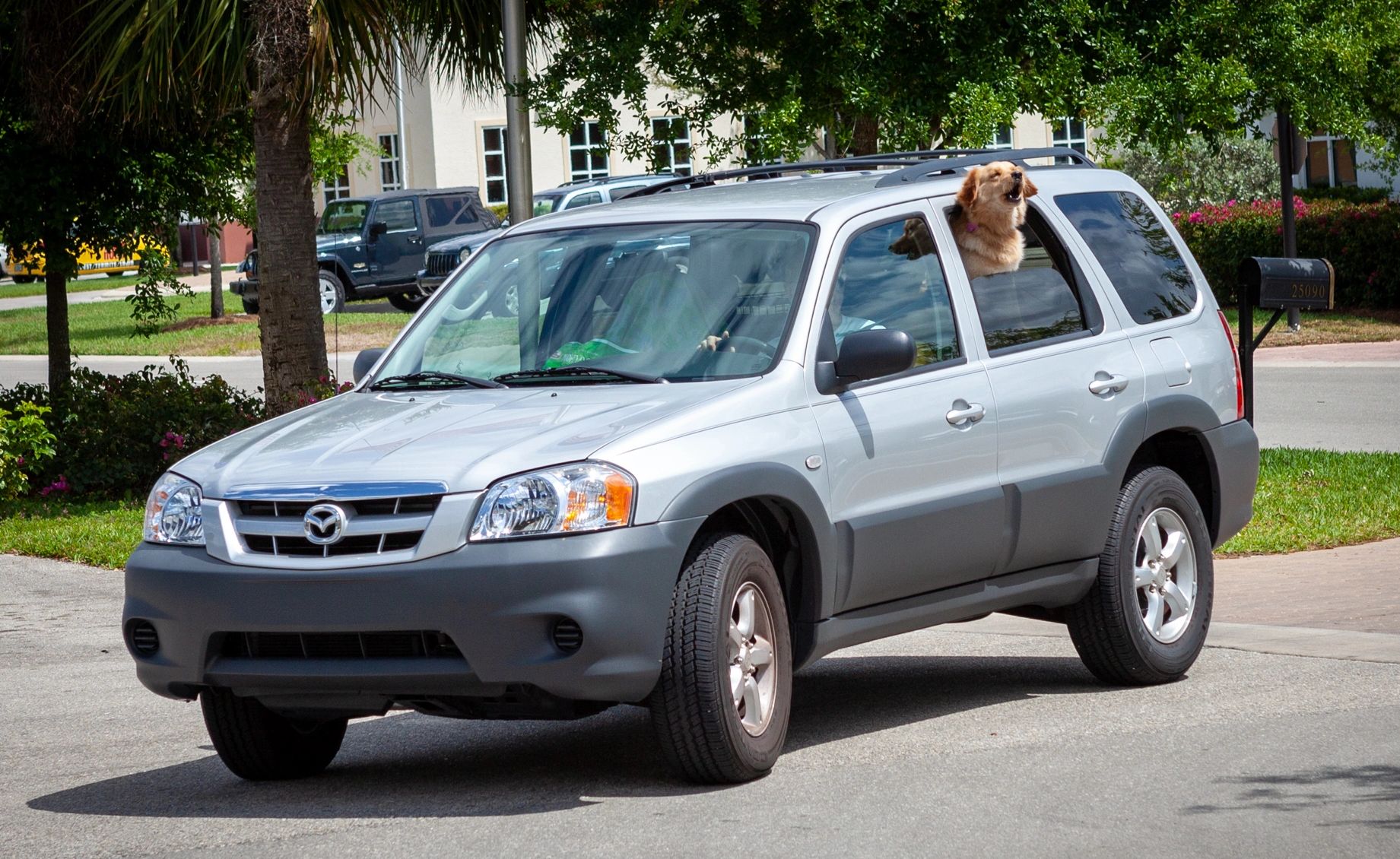 A Dogseating in  SUV