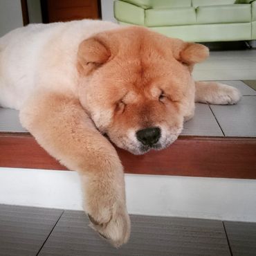 Resident chow chow dog