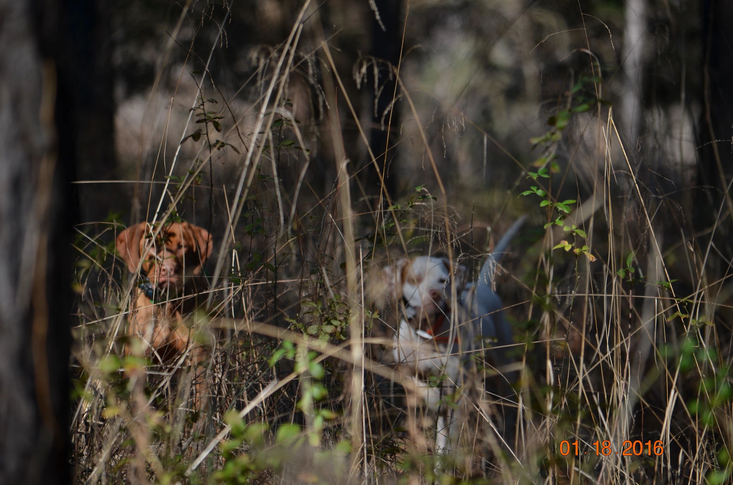 Available Puppies Springfield Kennels