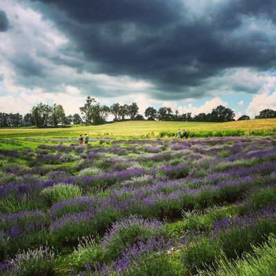 A lavender field with a stormy sky. One of Marta's personal photographs to accompany our FAQ section.