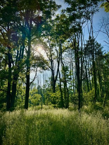 A beautiful trail in the Hamilton conservation area. Lots of trees and tall grass, with the sun peek