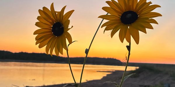 Two sunflowers stand tall against a serene sunset by the water.
