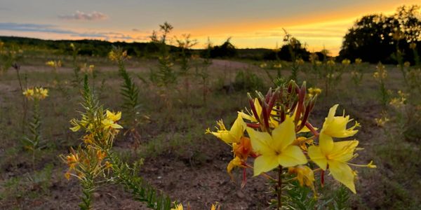 Yellow wildflowers in a field at sunset with a glowing horizon.