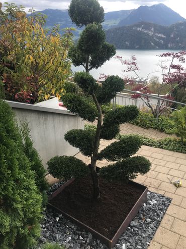 Planting of tree in bespoke handmade metal pot