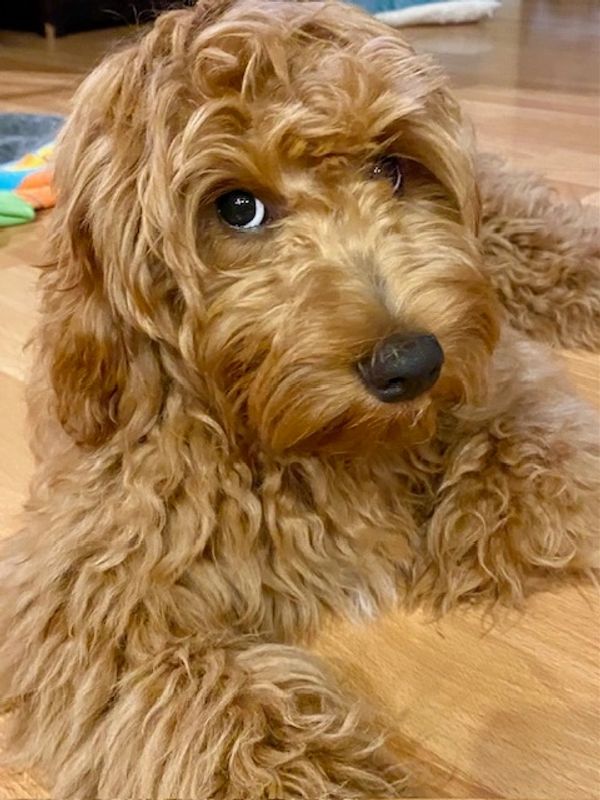 mini goldendoodle Texas, mini goldendoodle Tennessee, petite goldendoodle California, SoCal doodles