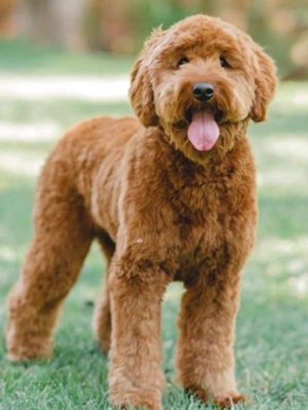 mini goldendoodle southern California, mini goldendoodle Idaho, petite goldendoodle puppies, puppies