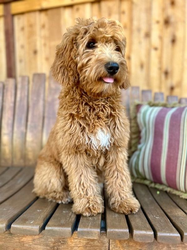 Petite goldendoodle stud, mini goldendoodle stud, Doodle stud service, red doodle stud, goldendoodle