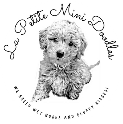 Best Doodle Breeder in So Cal; Bad Ass Breeder; Top Quality Doodle Puppies; High End Doodle Puppies