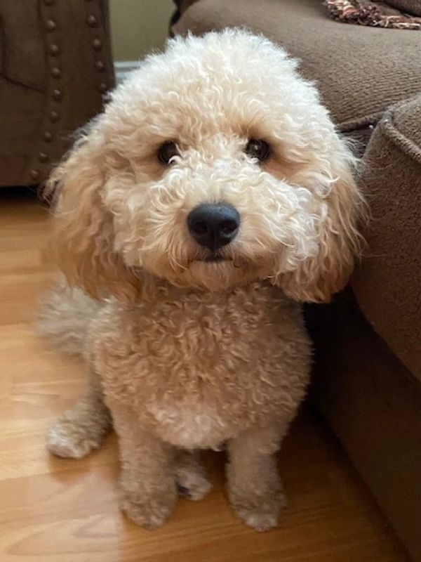 Petite goldendoodle arizona, mini goldendoodle arizona, minidoodle arizona, mini doodle SoCal