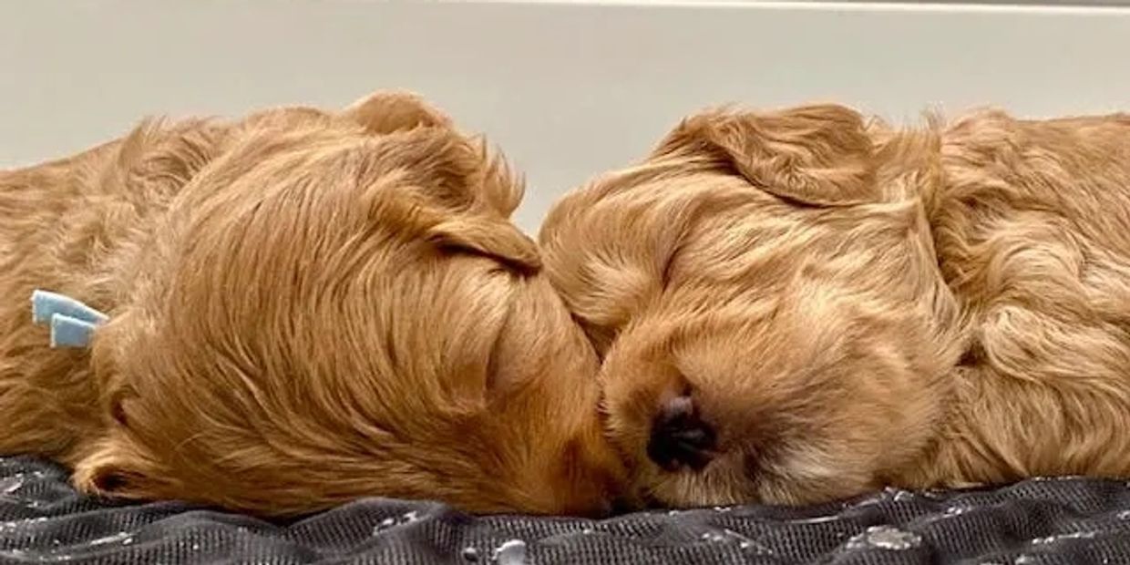 Petite golden doodle, Petite goldendoodle, Petite golden doodle mini golden doodles, mini doodle