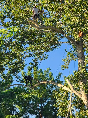 Picture of two tree climbers remove a sycamore tree.