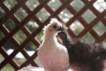 Two fluffy birds, one white and one black, standing near a wooden lattice.