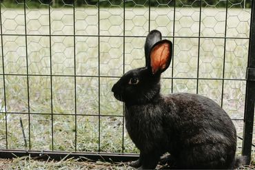 Black rabbit sitting inside a wire cage outdoors.