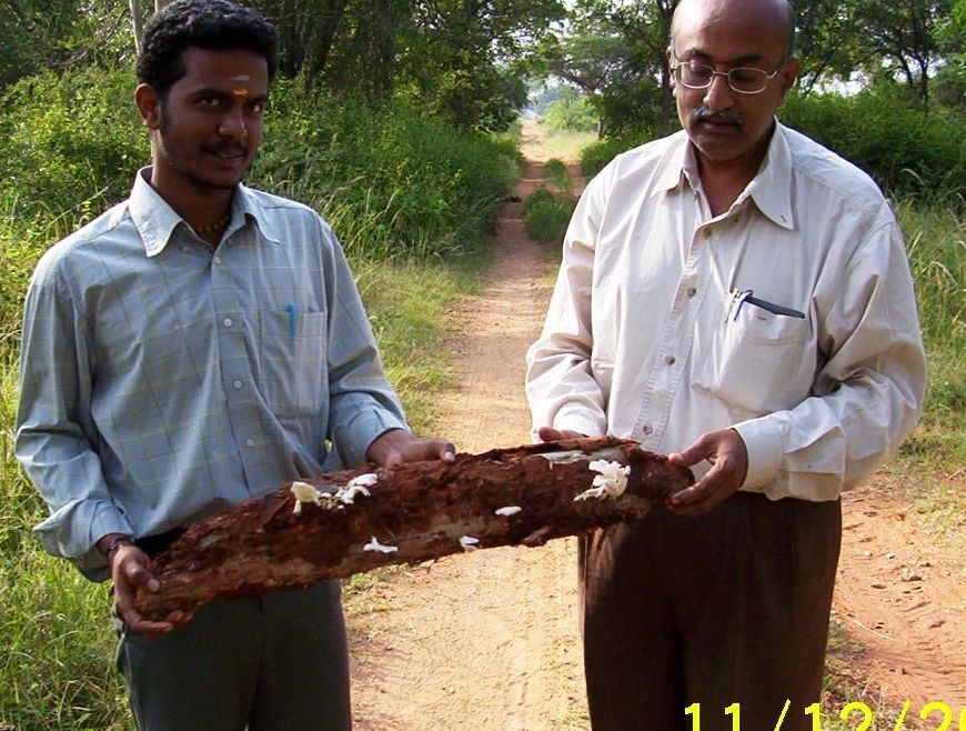 Collection of mushroom from a rotten tree log