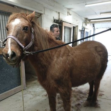 Some special care is needed for horses with medical needs. This service allows our staff to brush an