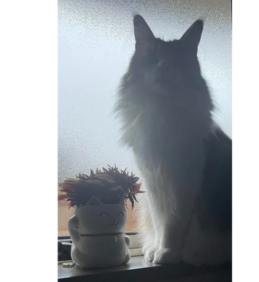 A fluffy cat sitting next to a cat-shaped planter with a succulent plant.