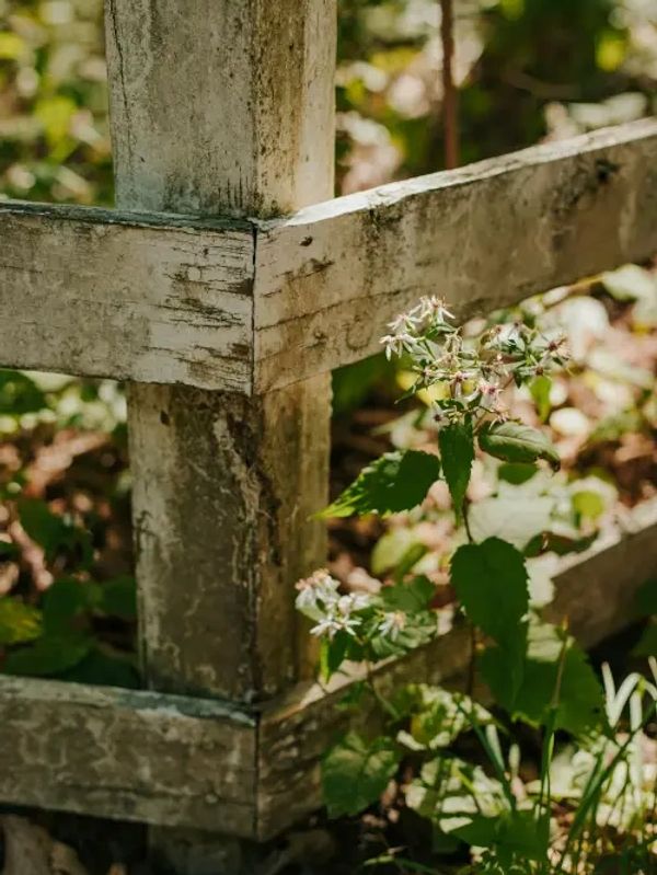 A fence that is rotting from weather damage.