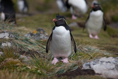 rockhopper penguin Photo by Jack Salen from Pexels
