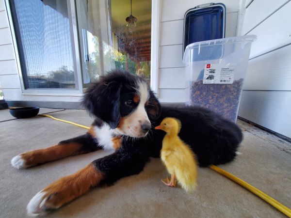 bernese mountain dog puppies in california