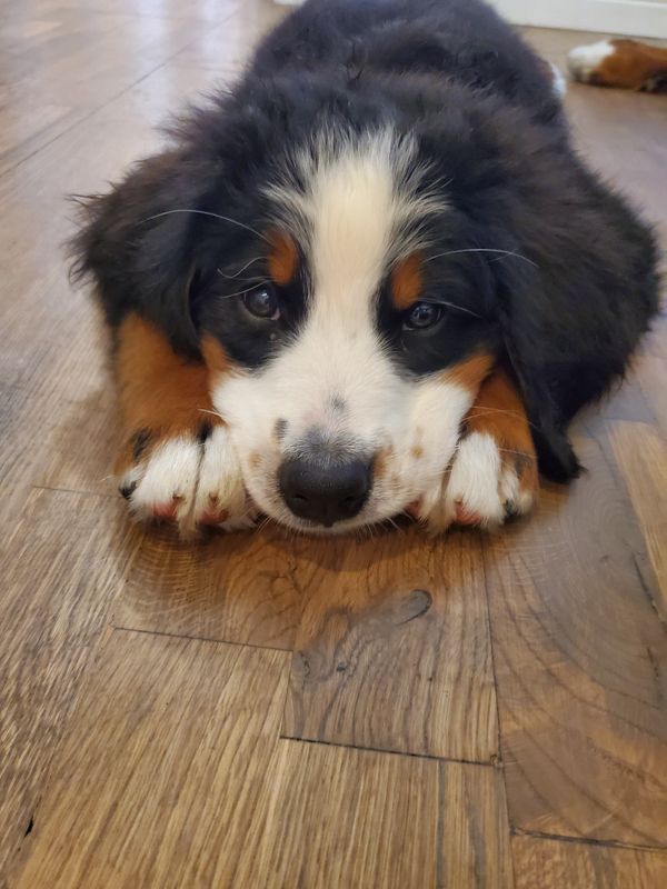 bernese mountain dog puppy in california