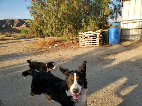 bernese mountain dog puppies in california