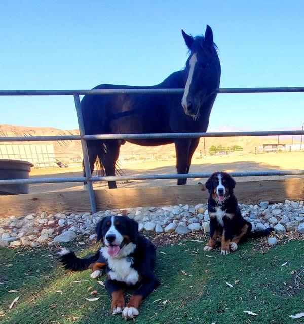 bernese mountain dog breeder in california