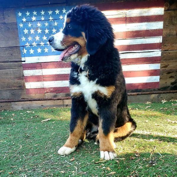 bernese mountain dog breeder in california