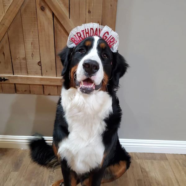 bernese mountain dog in california