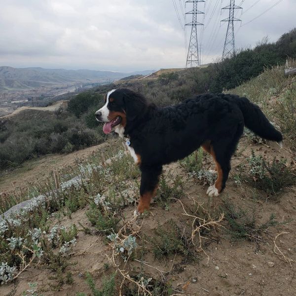 bernese mountain dog in california