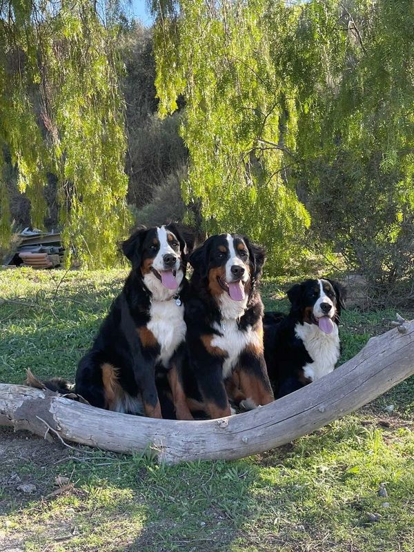 bernese mountain dog breeder in california