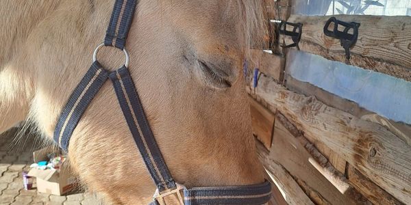 Pferd genießt Massage und macht die Augen zu