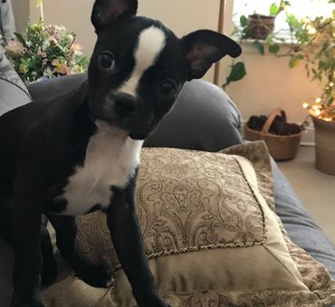 Pets and Cannabis
