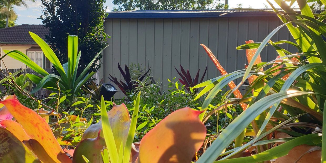Sunlit garden with diverse plants near a shed.