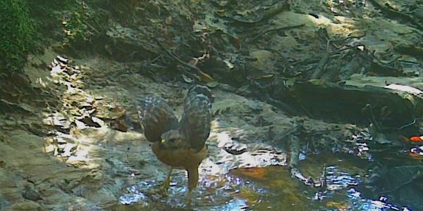 A bird with spread wings standing in a shallow forest stream.