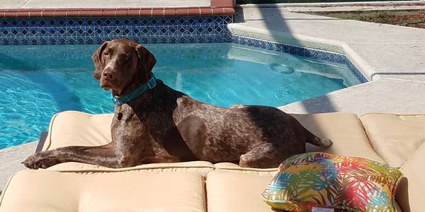 Brown dog lounging on a poolside cushion in the sun.
