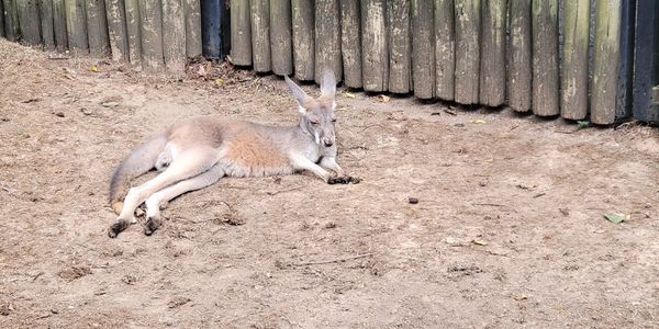 A kangaroo resting on dry ground near a wooden fence.