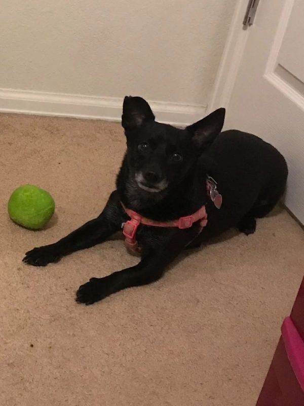 Small black dog with a pink harness lying on carpet near a green tennis ball.