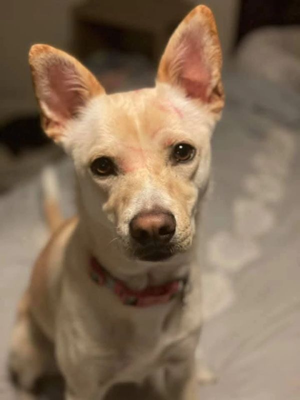 Close-up of an attentive dog with large ears and a pink collar.