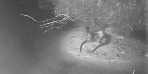 Two otters playing near a water body at night.
