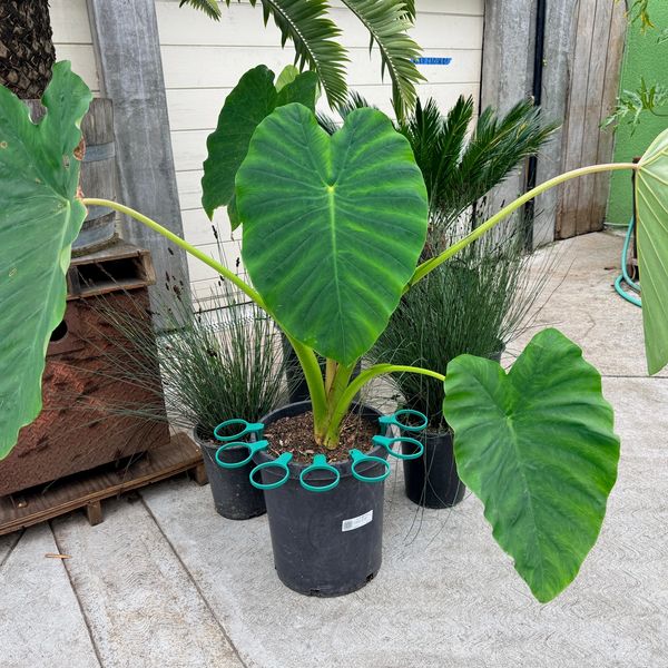 Large green elephant ear plant in a black pot with small hose clips around it.