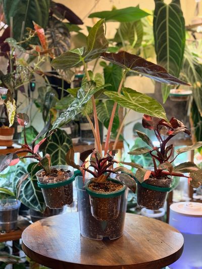 Various potted tropical plants arranged on a wooden table indoors.