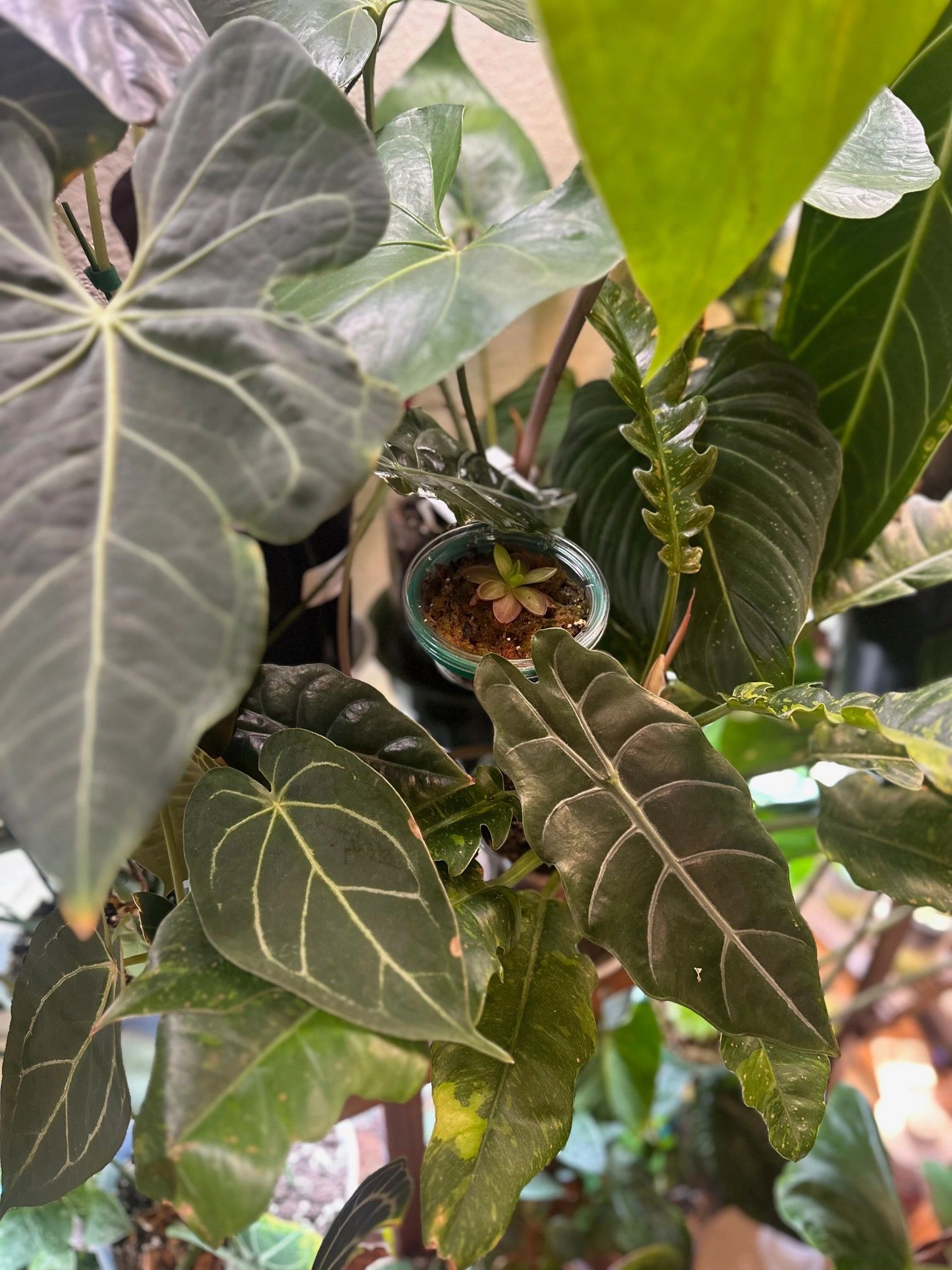 Close-up of green tropical plant leaves with a small succulent in a glass container.