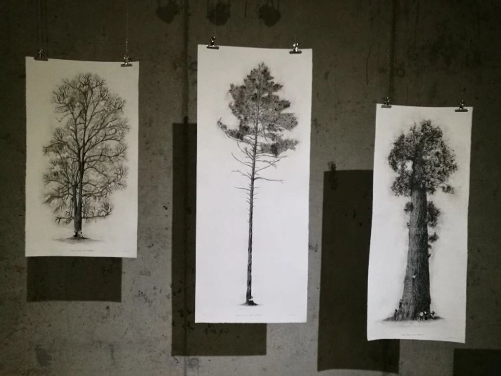 Three detailed tree drawings hanging on clips.