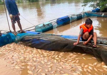 Two people harvesting a large number of fish from a fish farm enclosure.