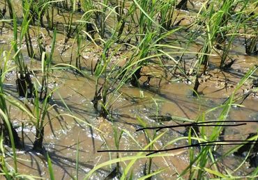 Young rice plants growing in a muddy paddy field with water.