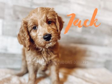 portland doodle puppies