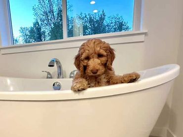 Red Goldendoodle breeder bend