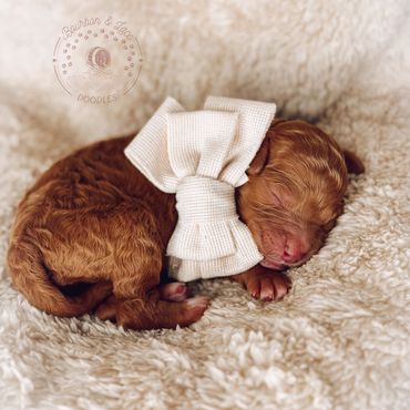 Golden doodle puppy